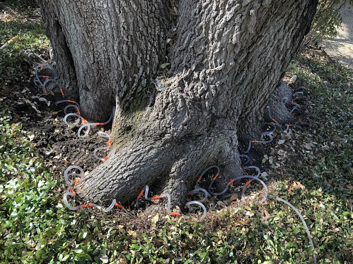 Detailed Tree Cabling and Bracing job site in Chesterfield